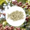 1kg - Café Vert Bio Sueno - Région Altura - Mexique - Décaféiné à L'eau -Les Amateurs De Café alturamexique