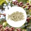 1 Kg - Café Vert - Région Sao Paulo - Brésil - Nature -Les Amateurs De Café bresilsaopaulo