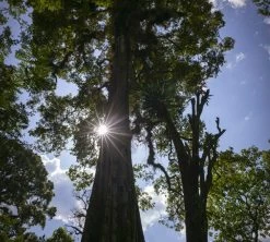 250g Café En Grain Bio The Forest - Terres De Café 7 250g Café En Grain Bio The Forest - Terres De Café -Les Amateurs De Café cafedeforetterresdecafetheforest200g