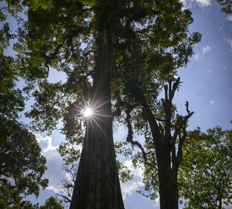 250g Café En Grain Bio The Forest - Terres De Café 5 250g Café En Grain Bio The Forest - Terres De Café – Image 3
