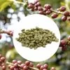1 Kg - Café Vert Bio - Région Tolima - Amérique Du Sud - Lavé - Bio -Les Amateurs De Café colombietolima
