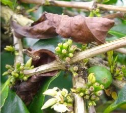 Café En Grains : Inde - Malabar - 1Kg - Cafés Lugat -Les Amateurs De Café inde malabar moussone 2