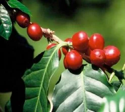 Café En Grains : Inde - Malabar - 1Kg - Cafés Lugat -Les Amateurs De Café inde malabar moussone 3