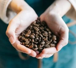 Café En Grains Cinquantenario Zicaffè 1kg -Les Amateurs De Café lifestyle grain 3